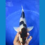 budho Goromo jantan 43 cm