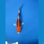 baby kujaku Redy Show 23 cm