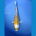 Hikari tebal. 32 cm