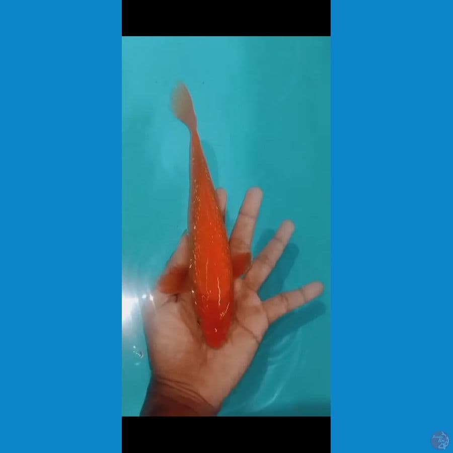 red karasi ginrin