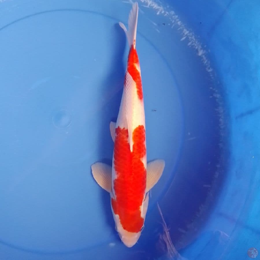 kohaku M 36