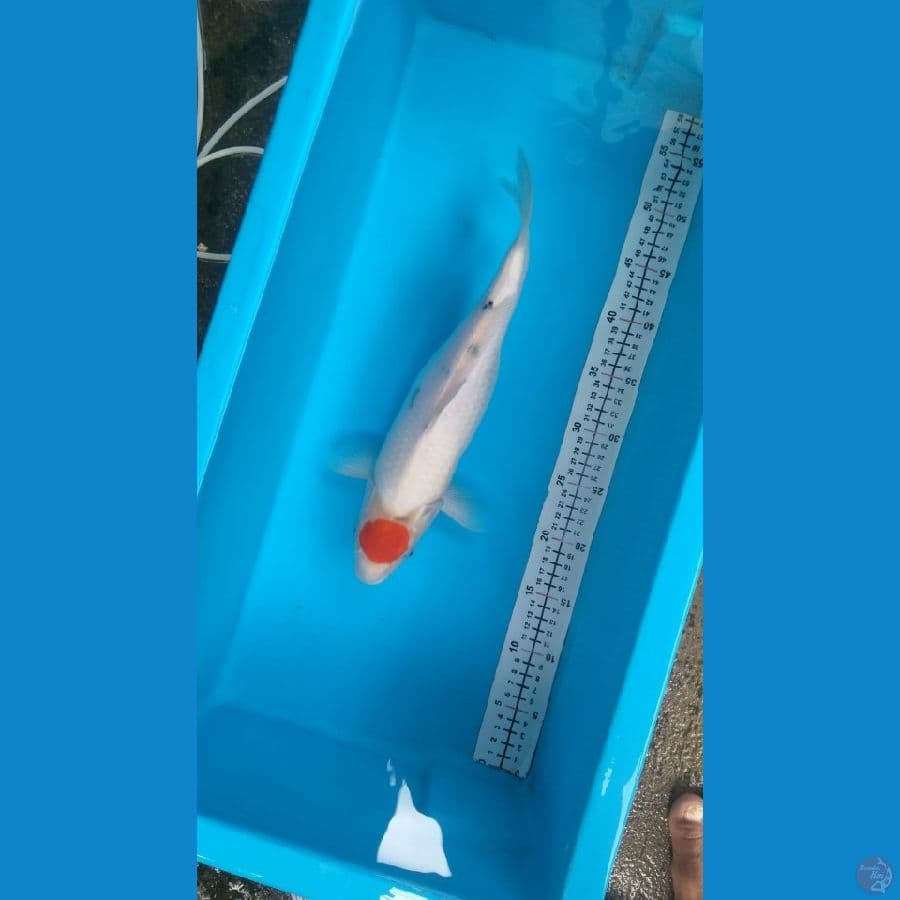 tancho Ori -+38cm