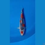MARUTEN GOSHIKI RACING ORIGINAL RING RAPI BODY JOS 26cm