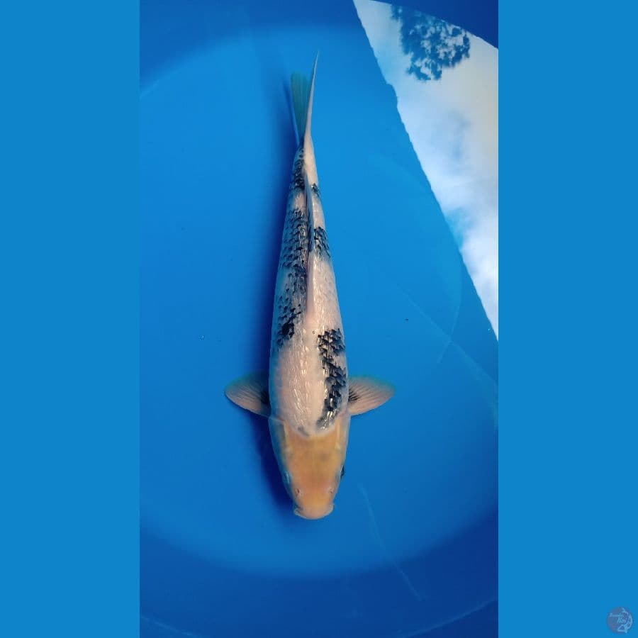 SHIRO GINDRIN BAHAN KEPING 40CM KEPALA BAGUS SUMI CALON TEBAL