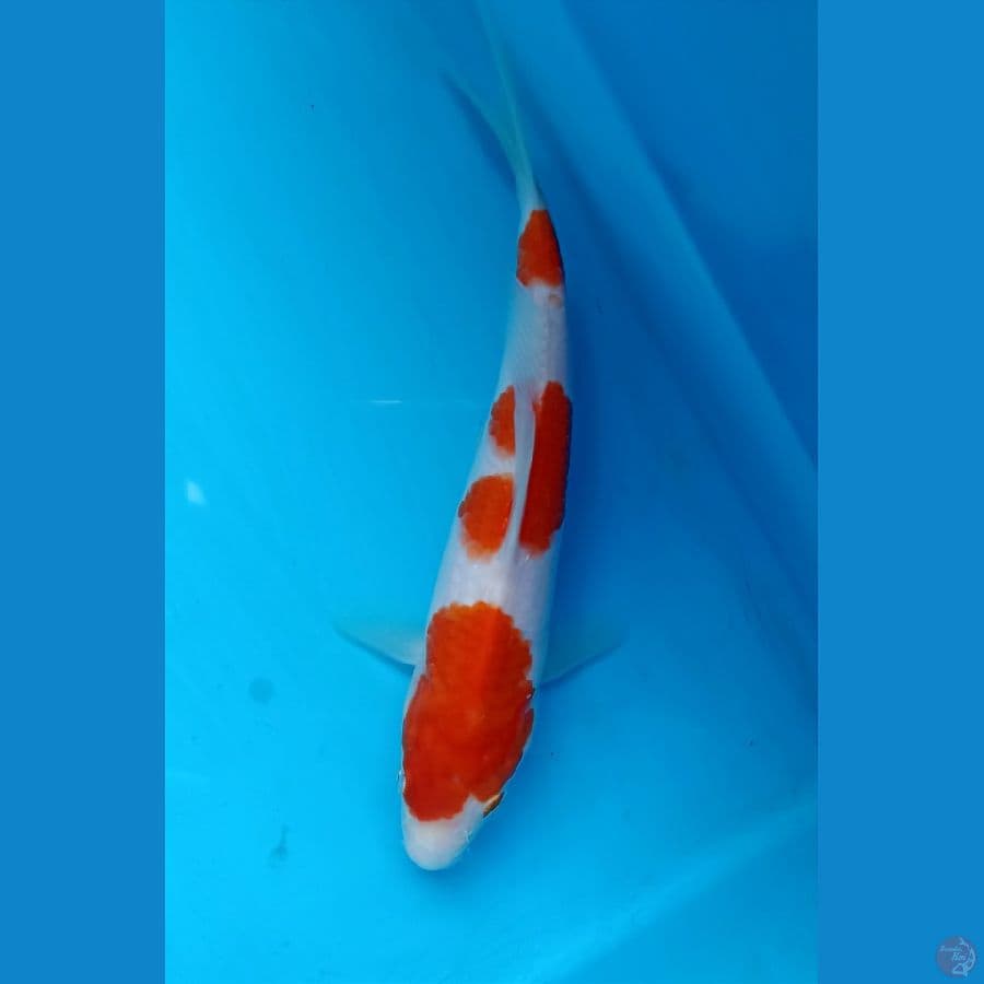 kohaku 20cm