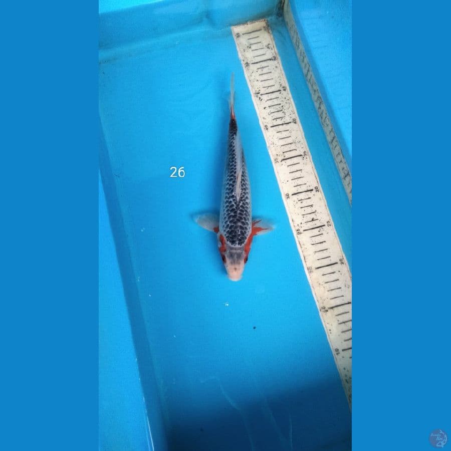 asagi 26cm