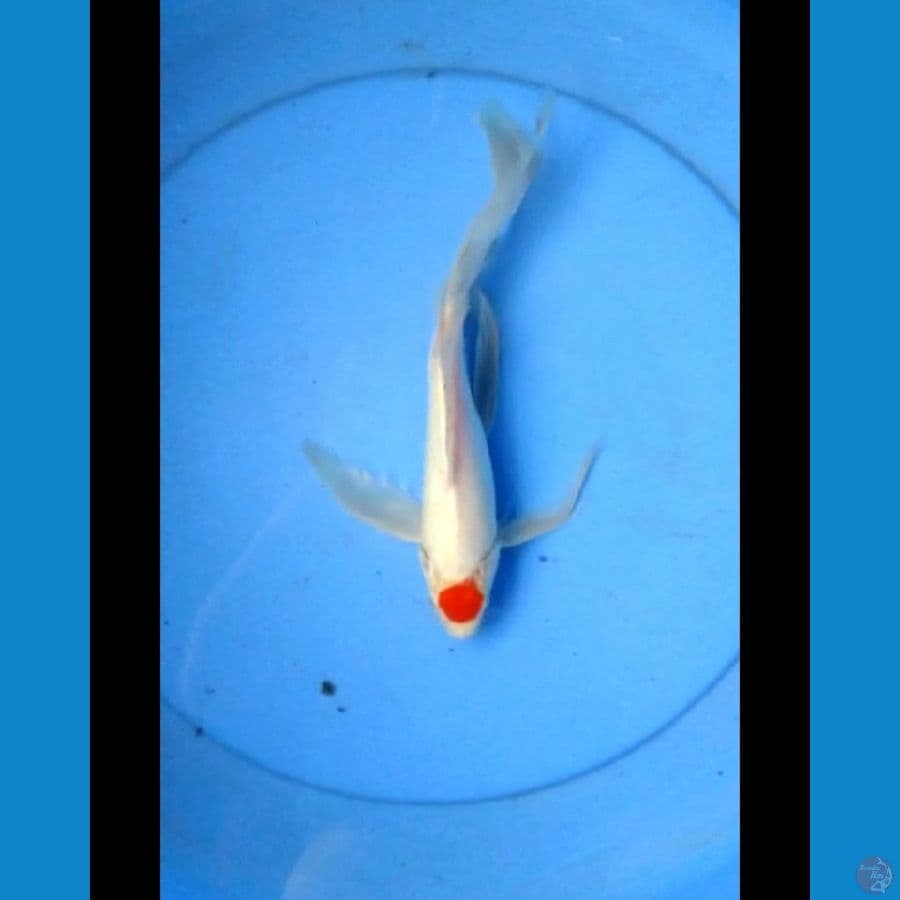 Tancho kumpay 27 cm