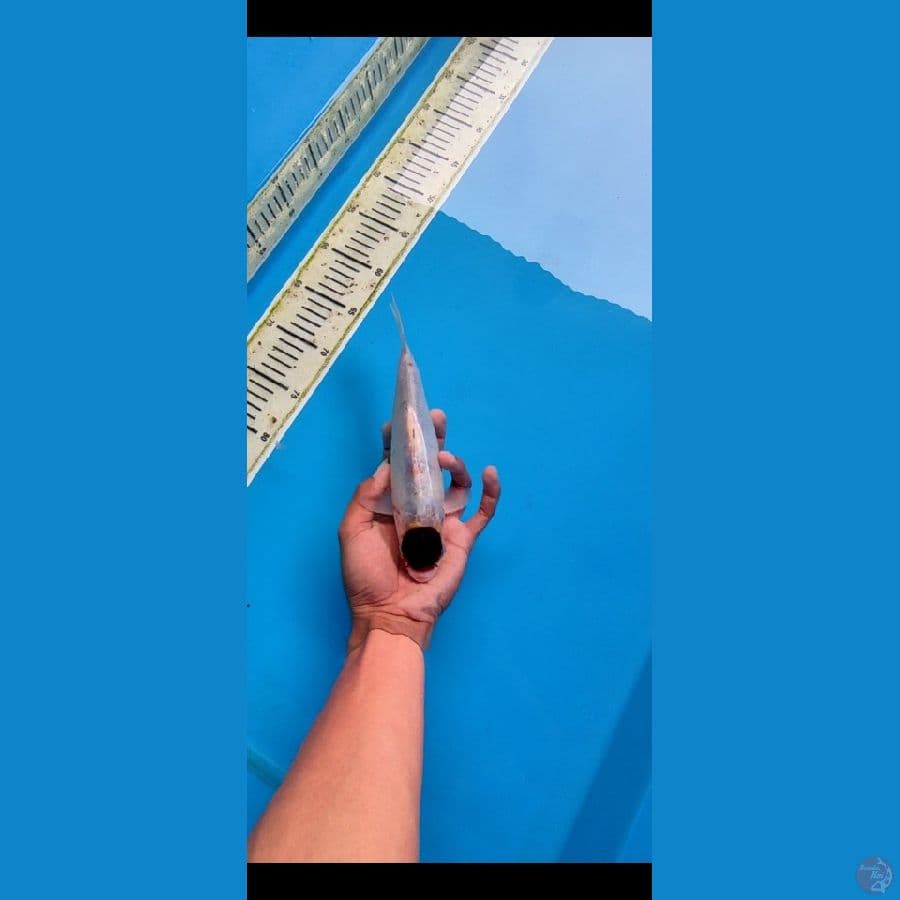 Tanco budogoromo 23 cm ( cut) 