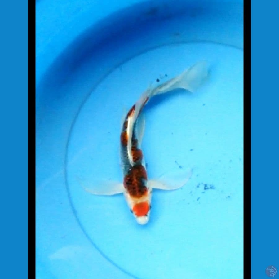 Maruten kumpay kujaku 29 cm