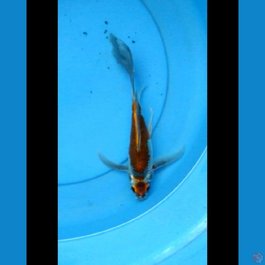Maruten kumpay kujaku 27 cm