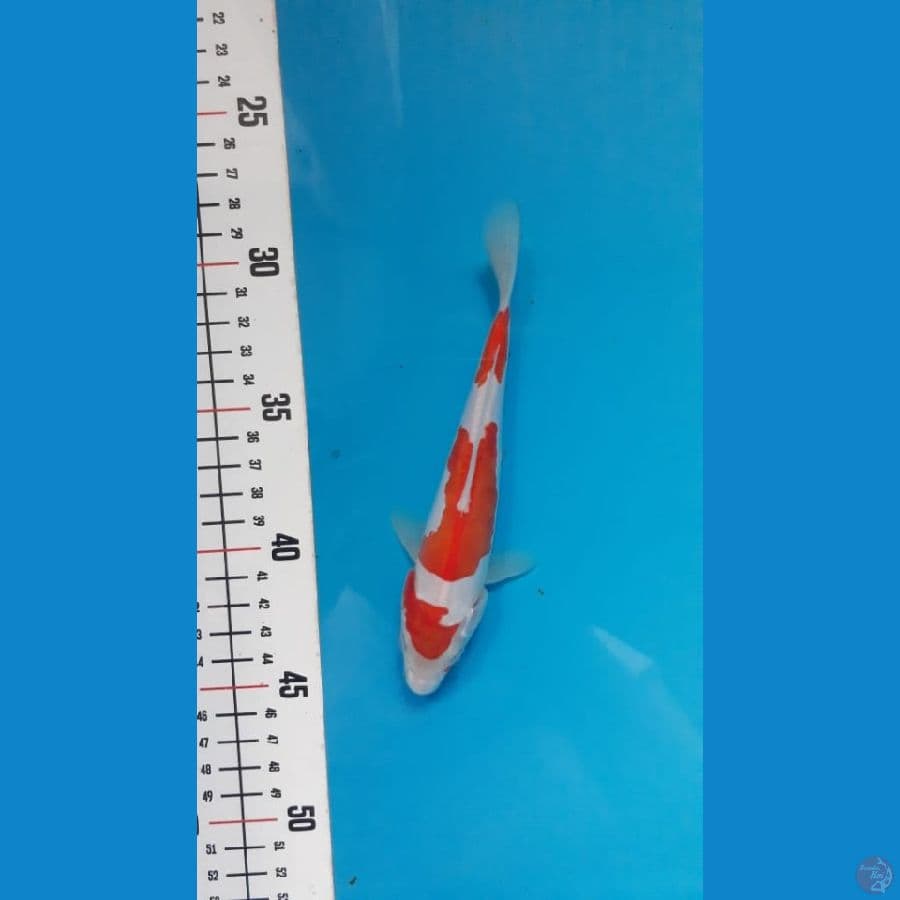 Seiko 8 ~ Kohaku doit 16cm