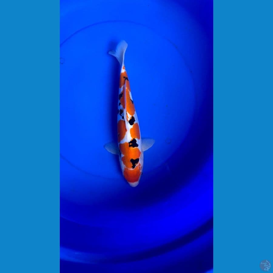 ~MARUTEN SANKE DOITSU 37CM F~