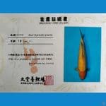 Red G.Karasi Marudo 40cm