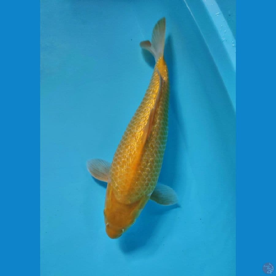Quality karashi 39cm (40Bu)