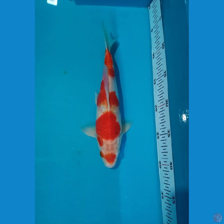 25cm