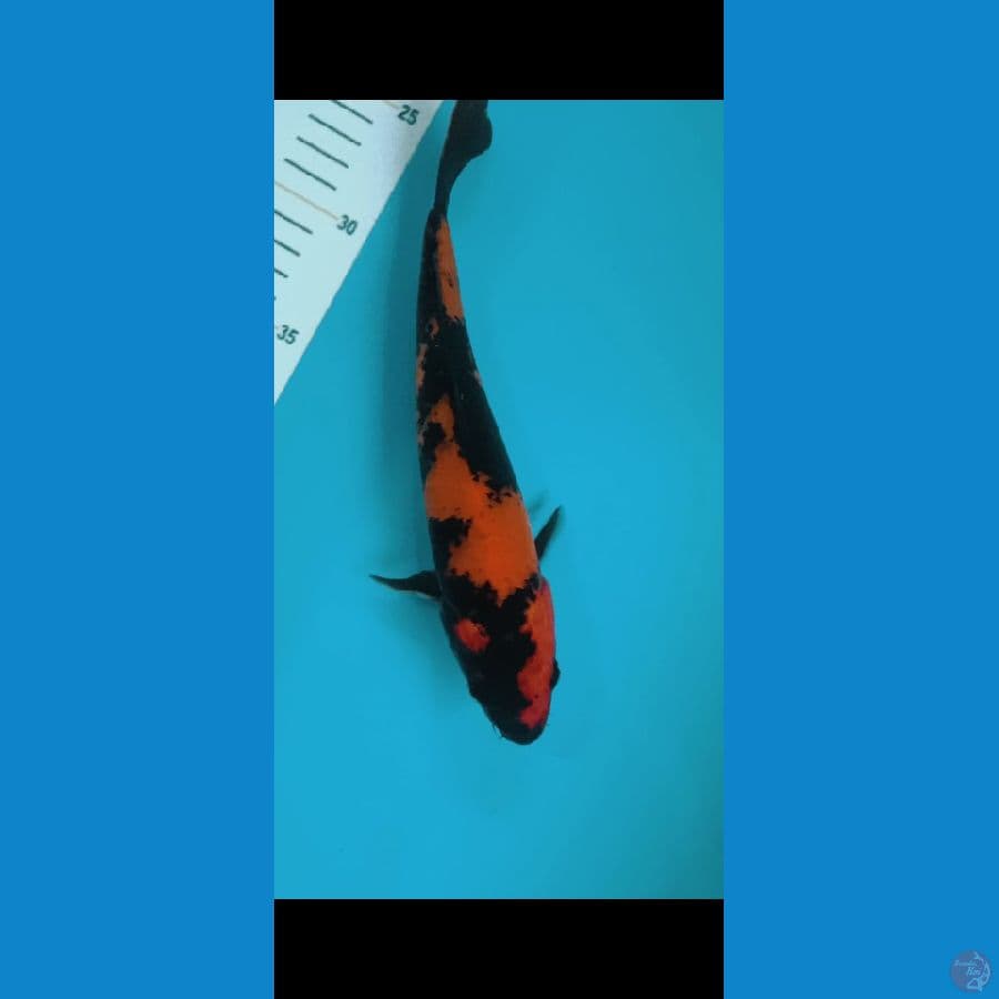 Utsuri 25cm
