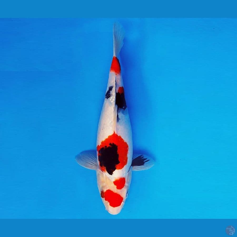KARURA 5 - SHOWA EVO 38 cm/fm ®