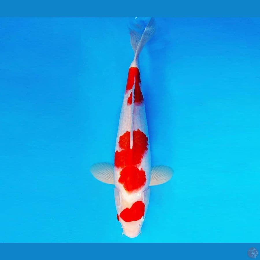 KARURA 12 - KOHAKU 33 cm/male ®