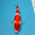 Kohaku ginrin F1
