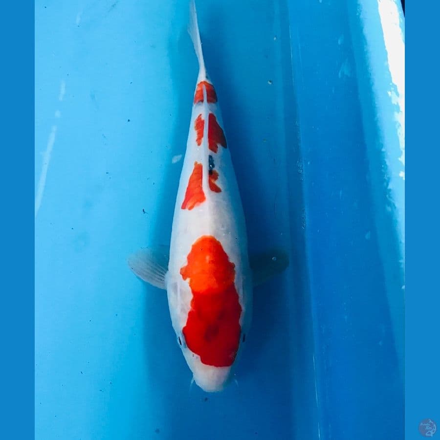 sanke doitsu 30cm
