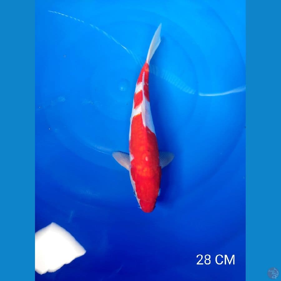 Doitsu Kohaku 28cm