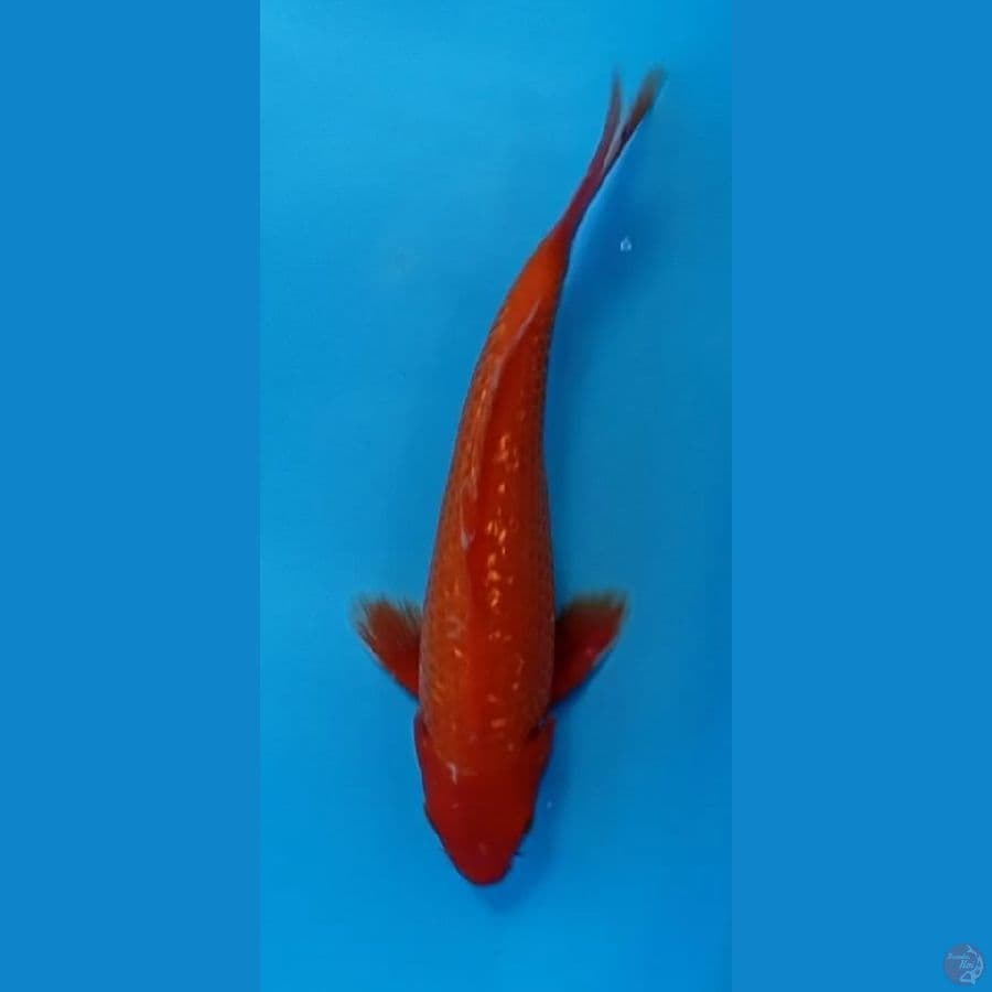 red karasi 20cm gindrin