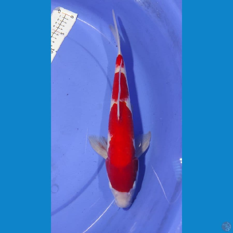 Kohaku 4 step