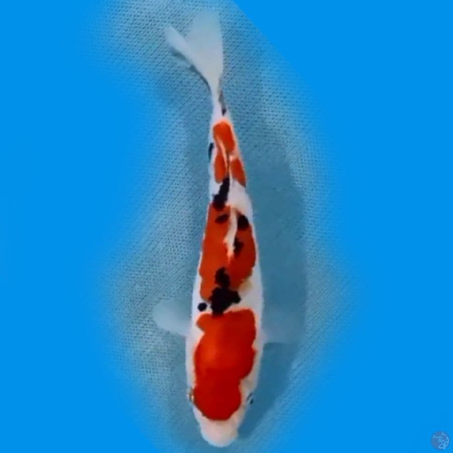 15CM