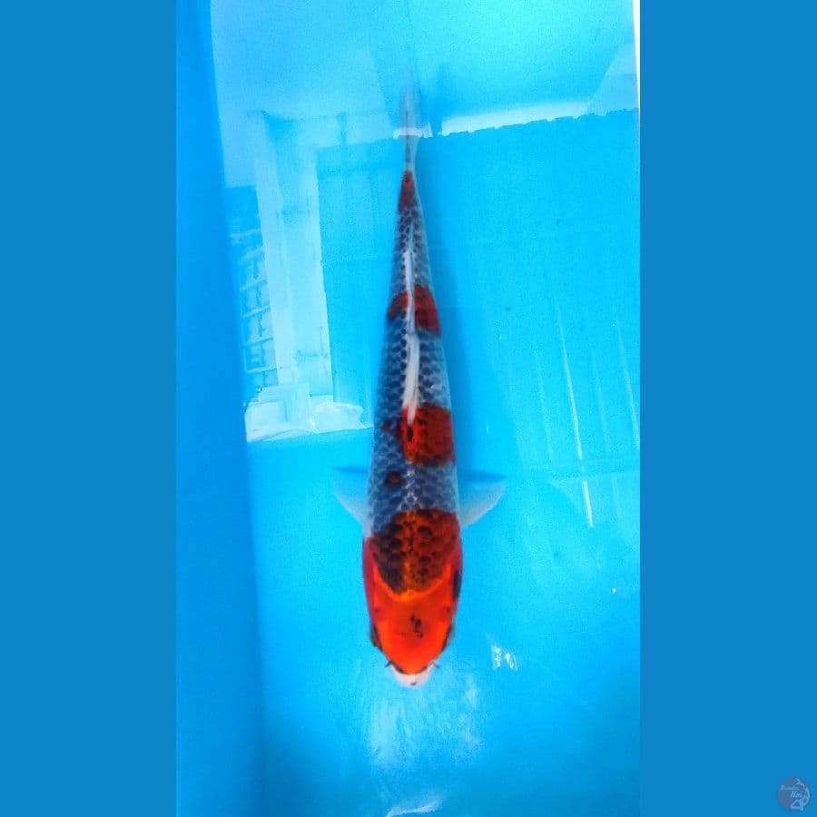 Goshiki 29cm