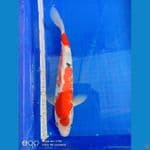 showa 31cm