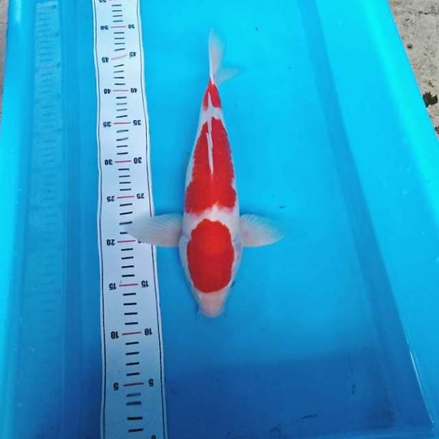 SANDAN KOHAKU