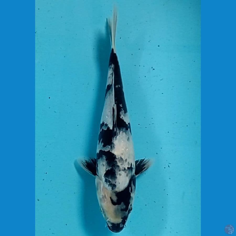 22 cm