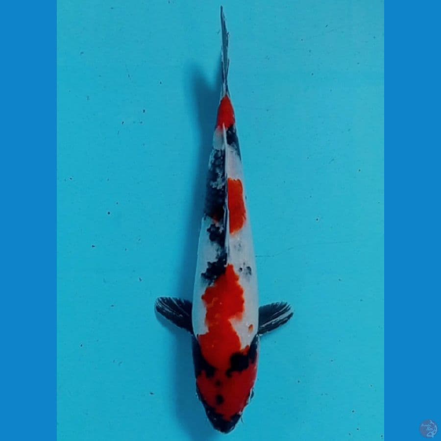 22 cm 