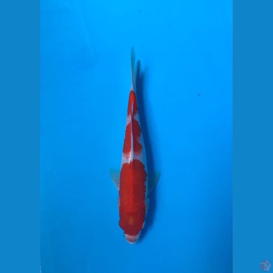 23cm
