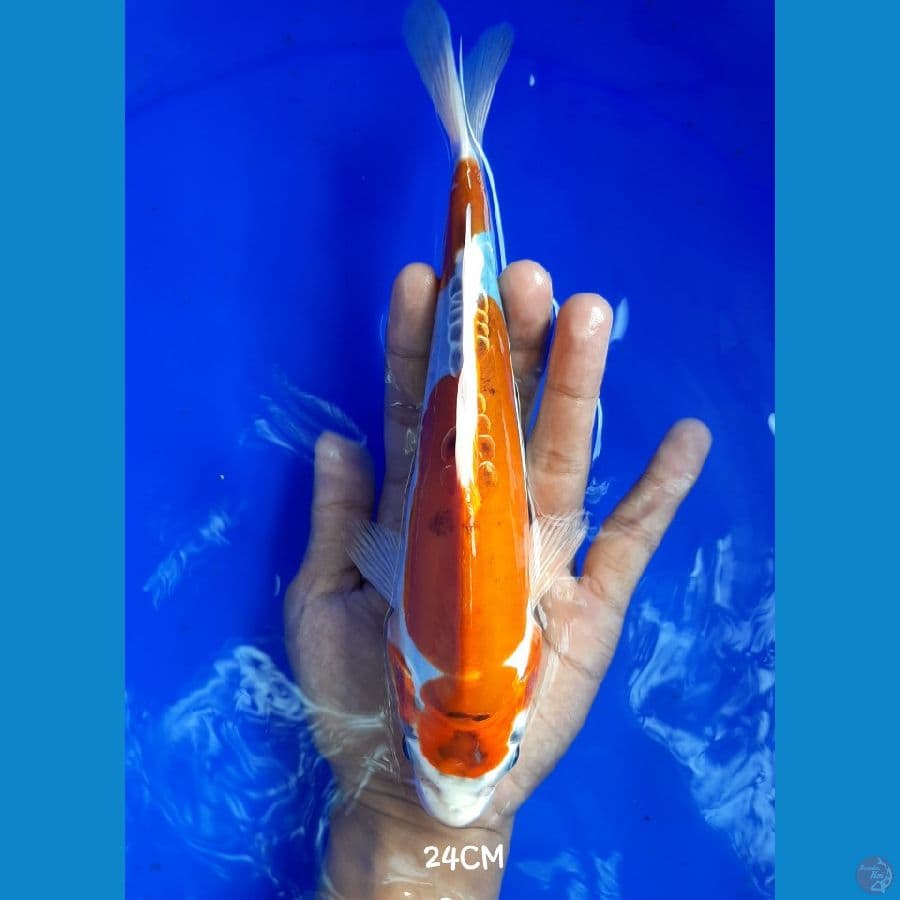 Kikoryu 24Cm