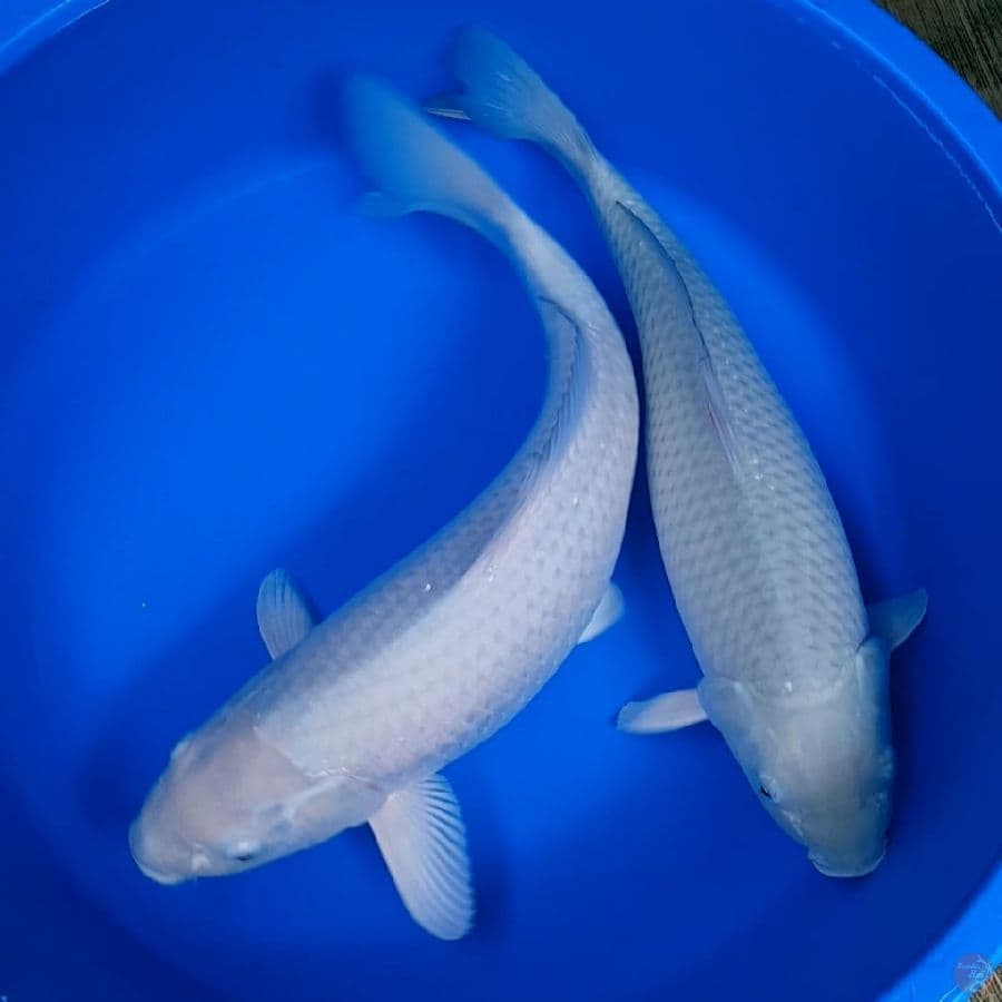Jumbo Soragoi 51-55cm