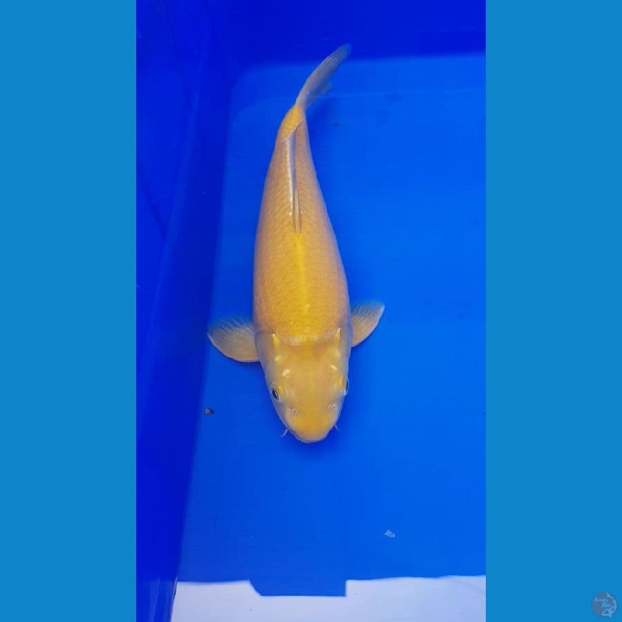 karashi 28 cm