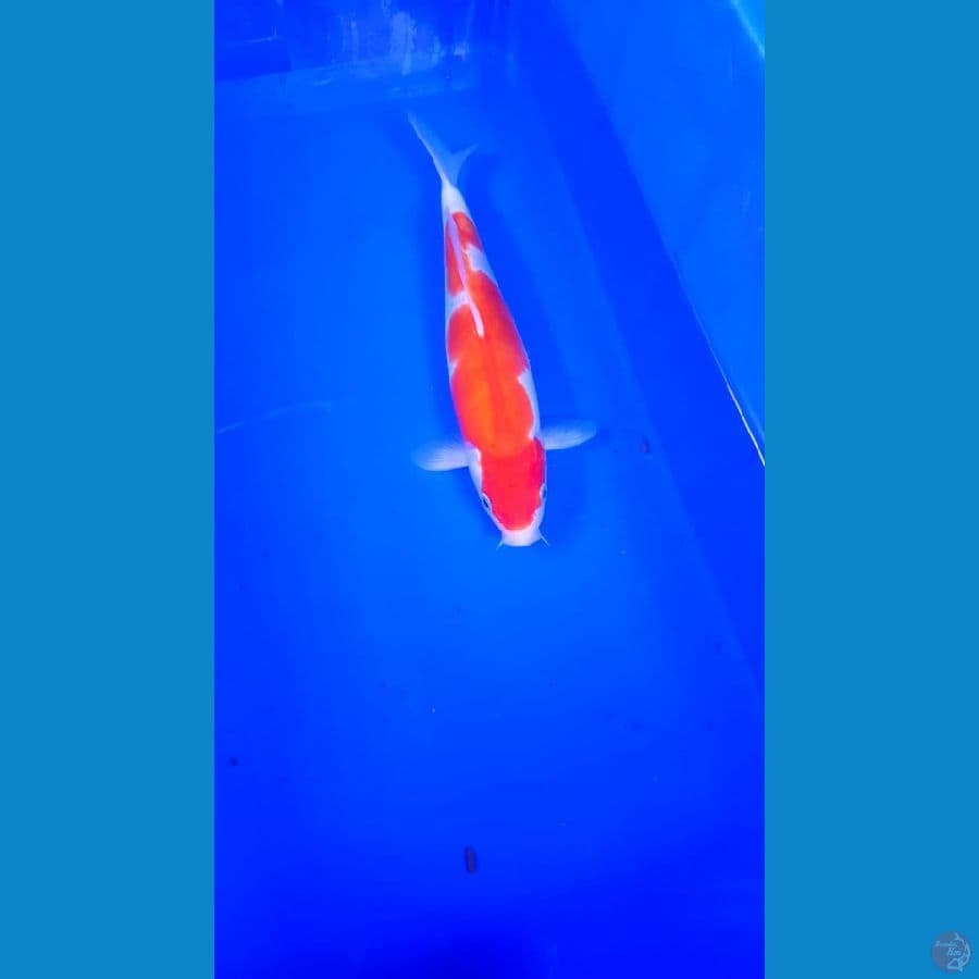 kohaku doit 26 cm