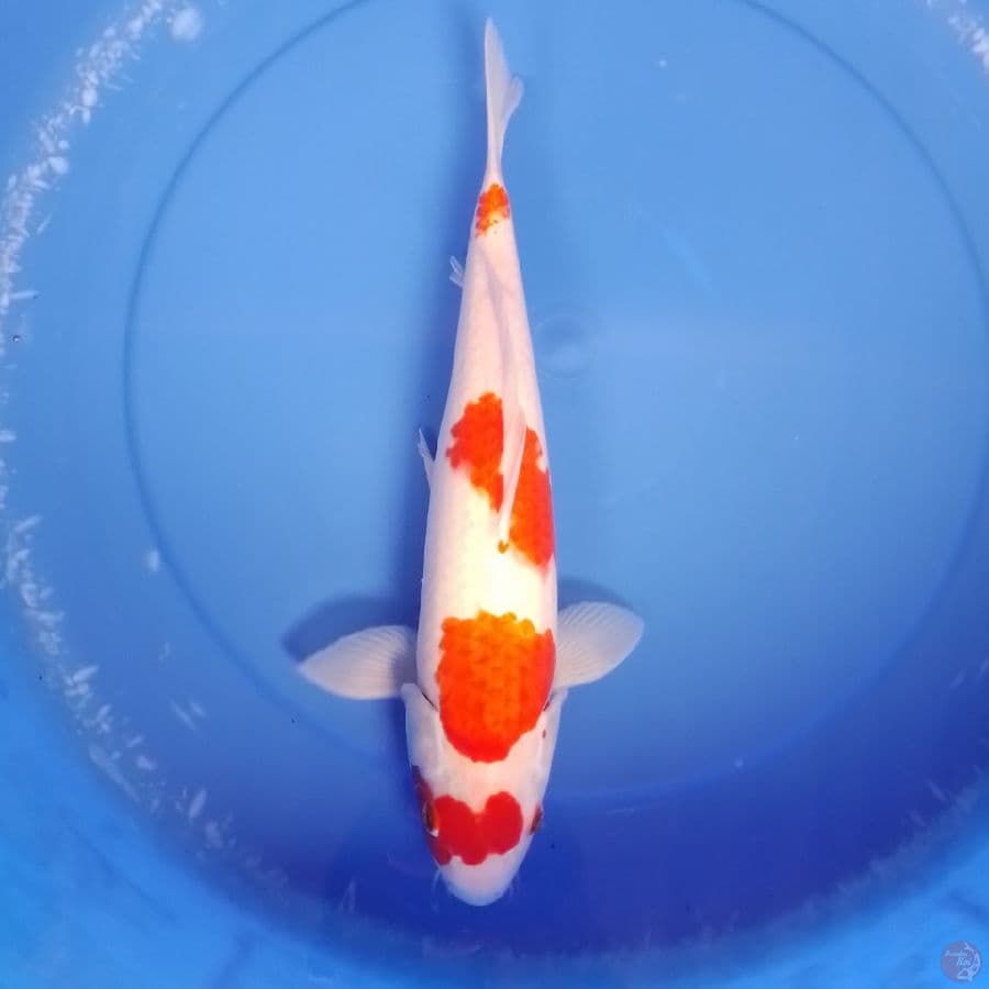 kohaku F 37