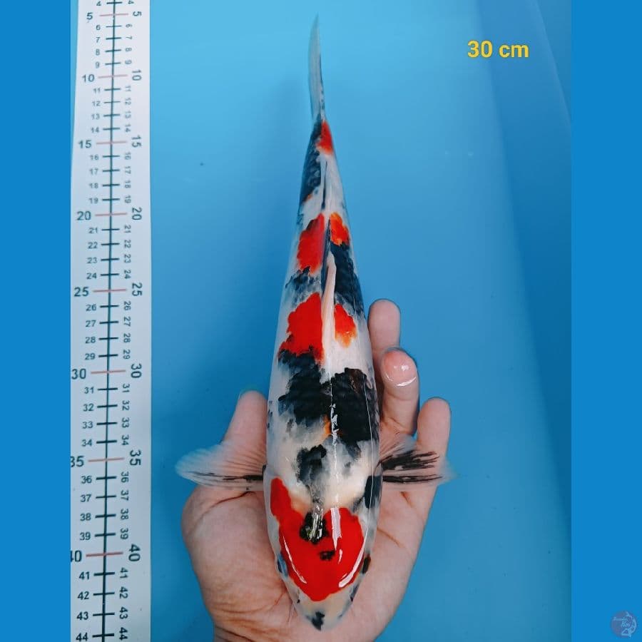 Kindai 30 cm