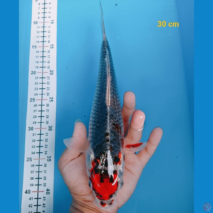 Tancho gosiki 30 male 30 cm 