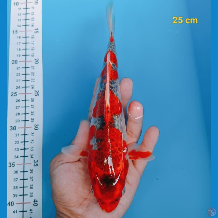 Gosiki racing 25 cm