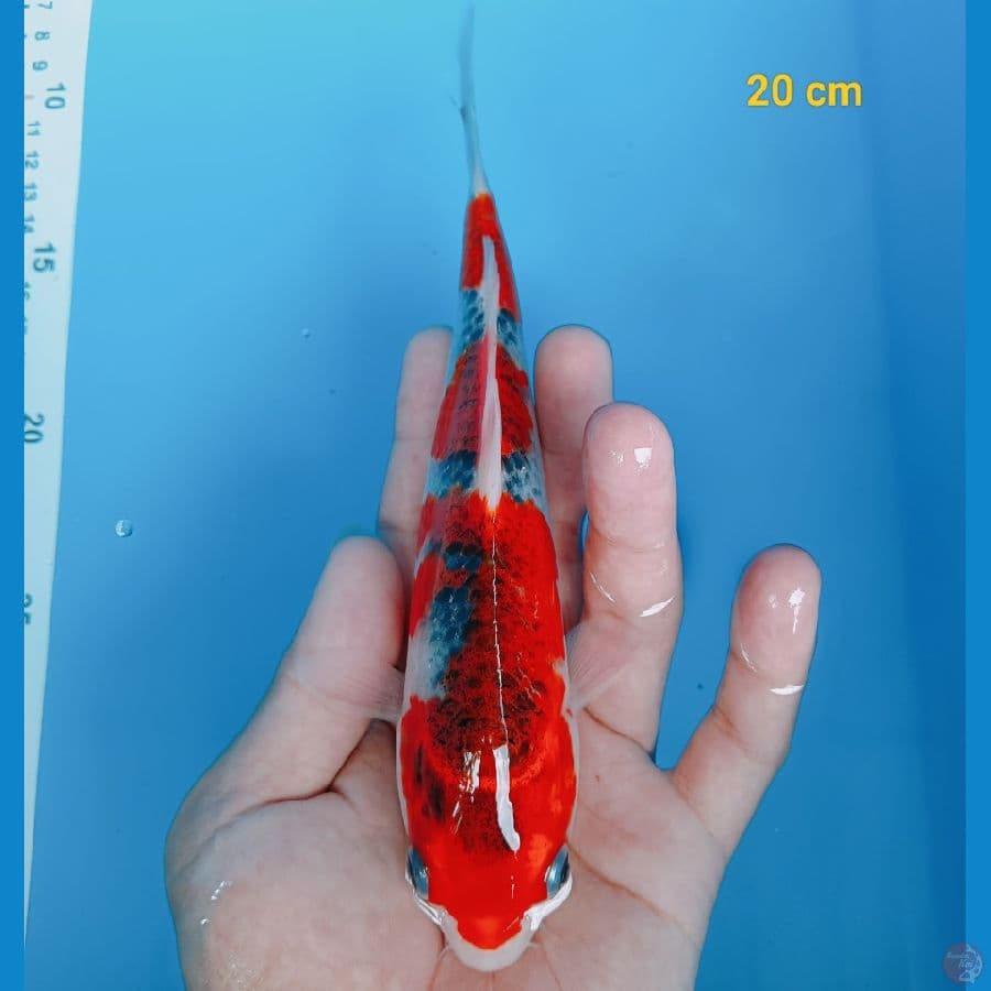 Gosiki 20 cm