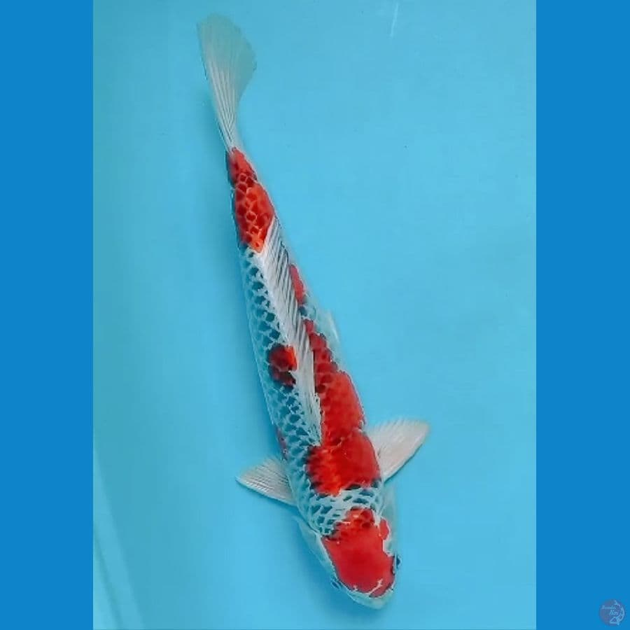 SQ kujaku male 39 cm