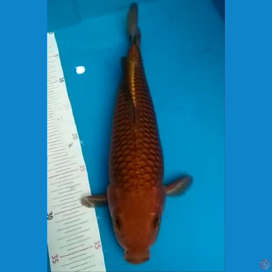 Ready Chagoi Bulky male 35 cm