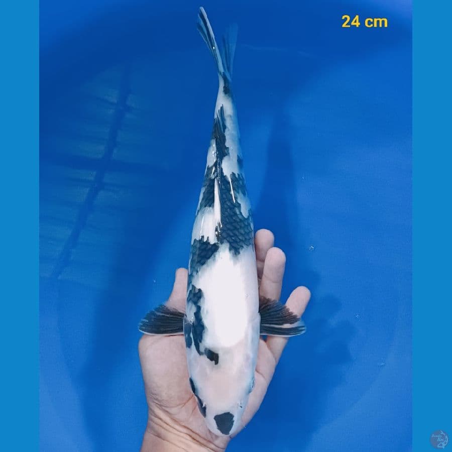 SQ shiro 24 cm