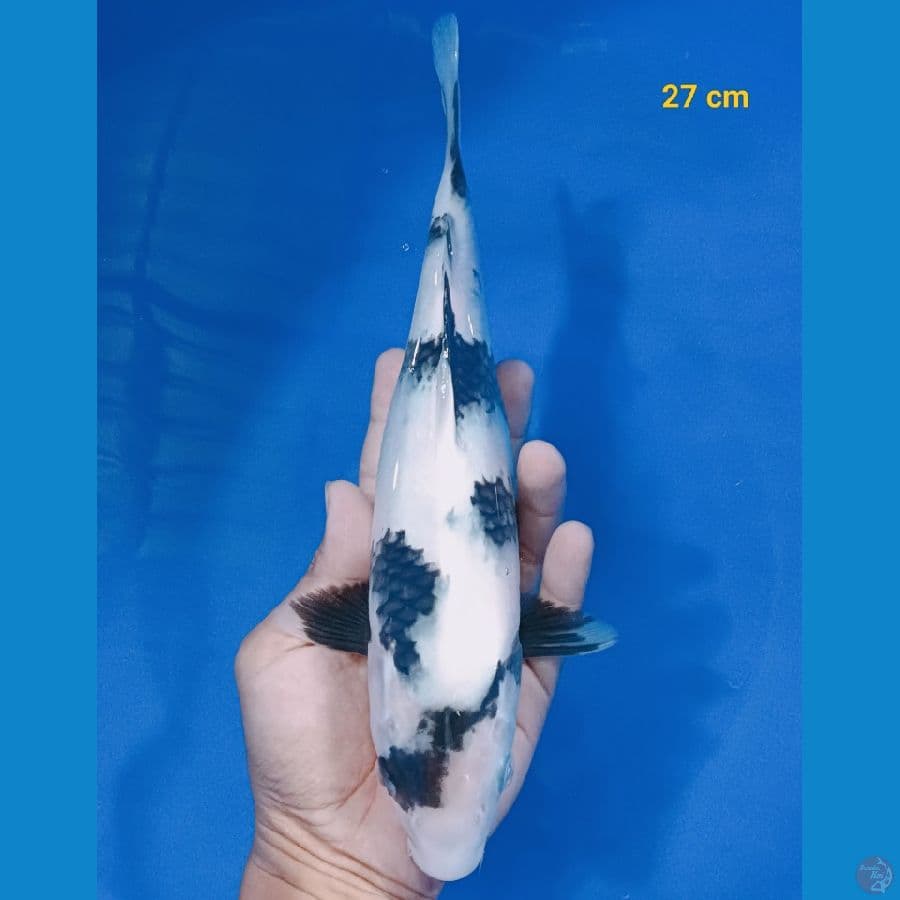 SQ Shiro 27 cm