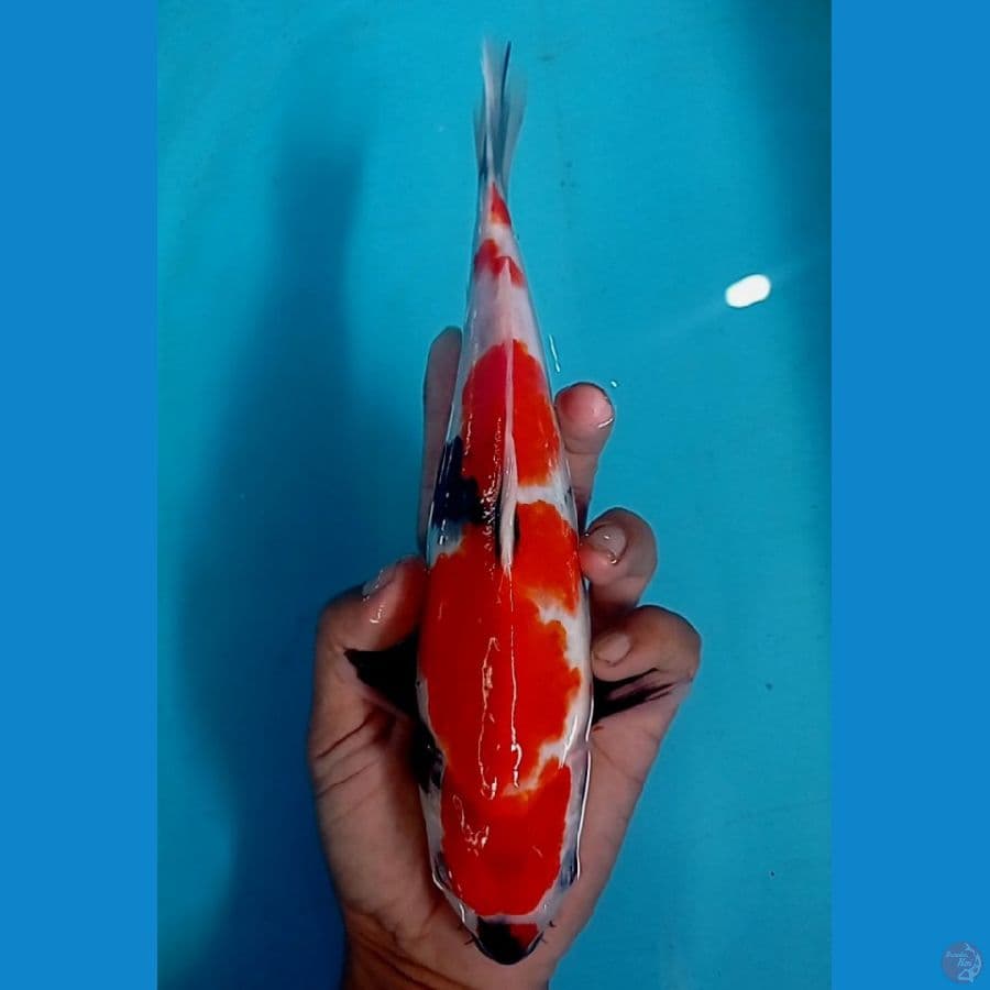 showa tategoi 24 cm 