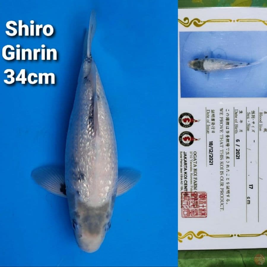 OGATA SHIRO GINRIN 34CM SERTI