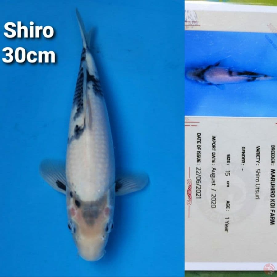 MARUHIRO SHIRO 30CM SERTI